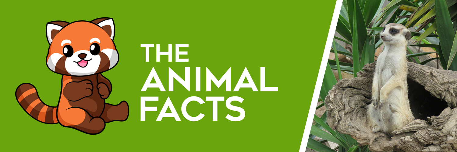 TheAnimalFacts1's profile banner image