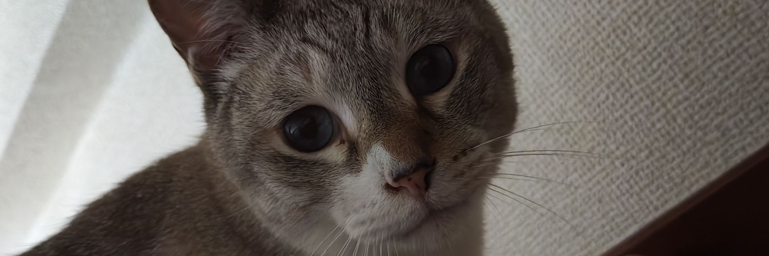 猫少年 banner