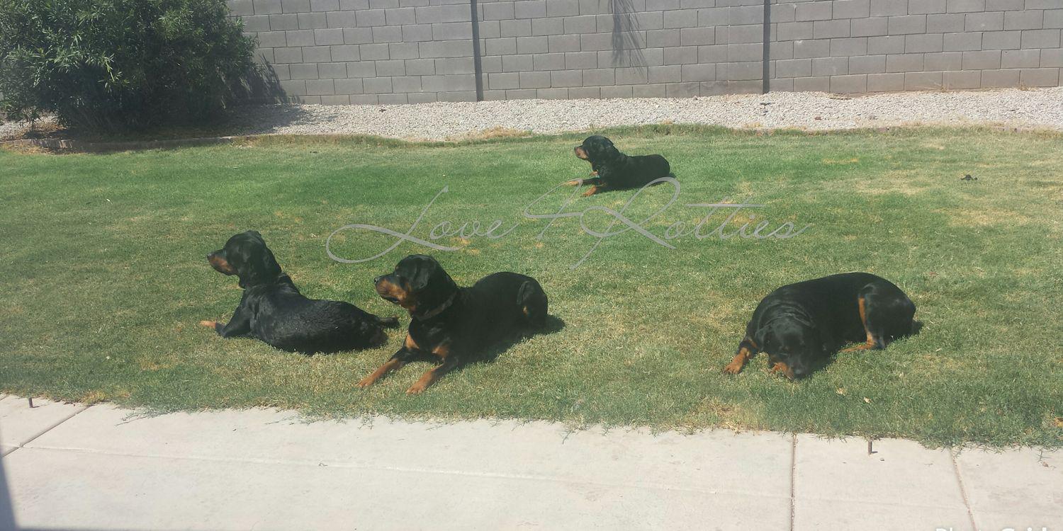 Love4Rotties's profile banner image