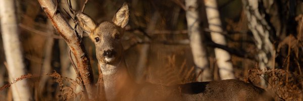 HollyX9 Profile Banner