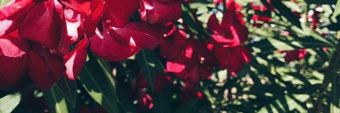 SaradelRio3's profile banner image