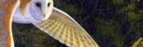 igu_de Profile Banner