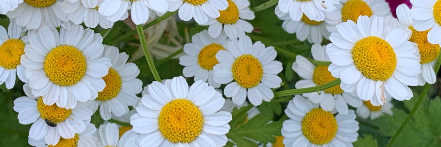 Helen Lambirth banner