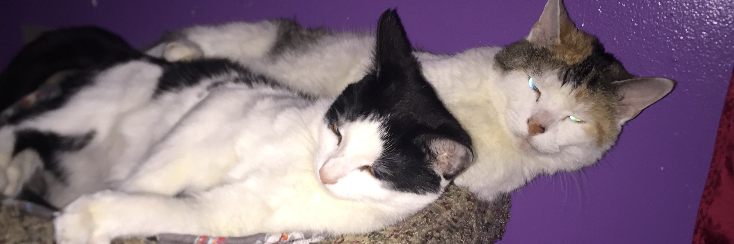 LilacLoser's profile banner image