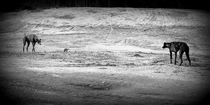 Tiina Kauppinen banner