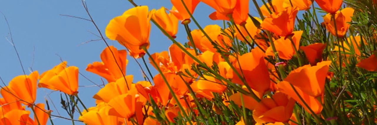 itsOliversMom's profile banner image