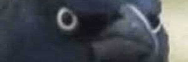 GalerandaT's profile banner image