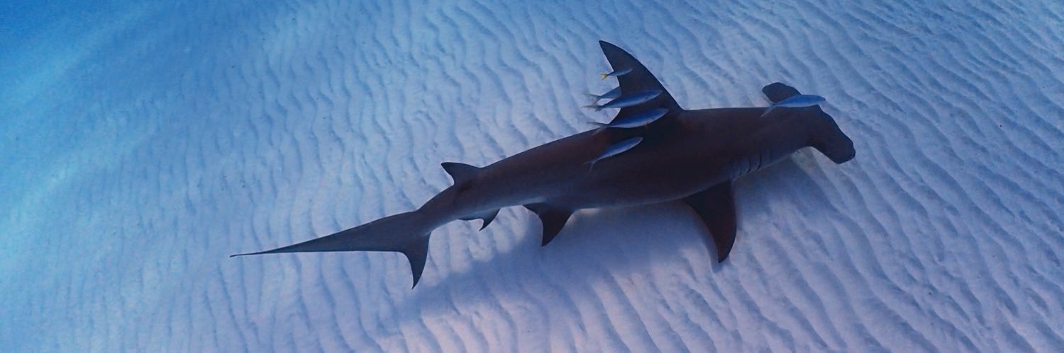 sharkladyuk's profile banner image