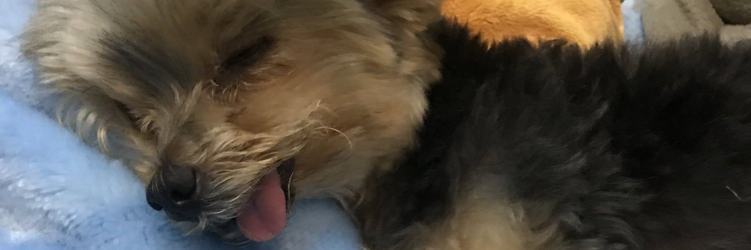 BrazStefani's profile banner image