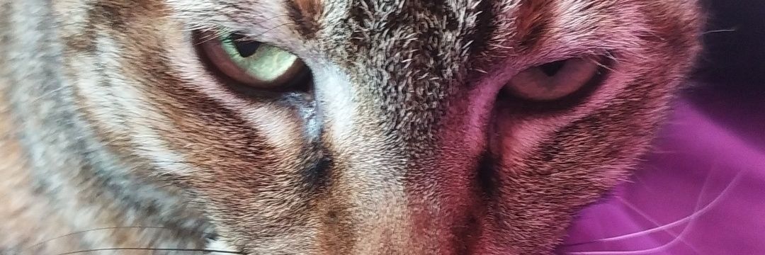 agosalvez's profile banner image