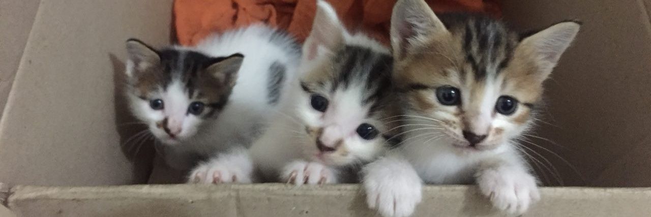 🐈💦 banner