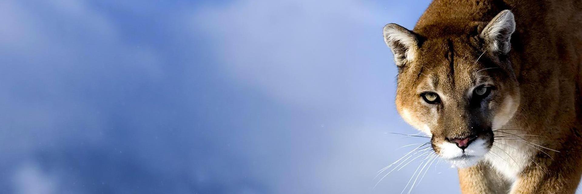 CJohnsonBago's profile banner image