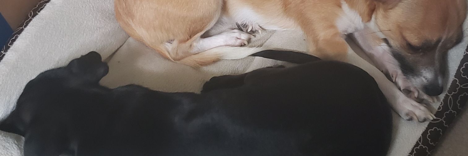 caysekong's profile banner image