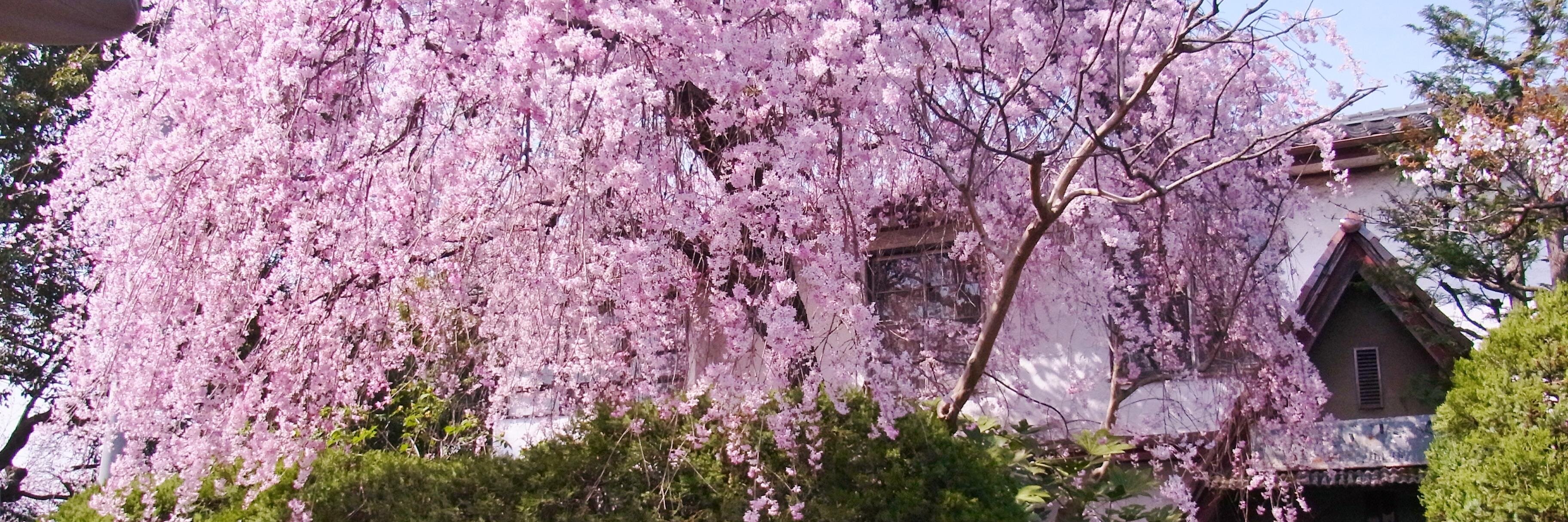 natume2012's profile banner image