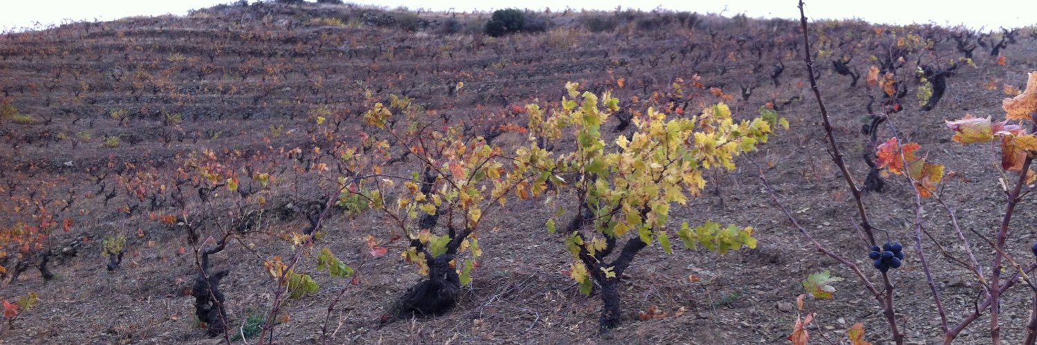 Astrid Goldstein banner