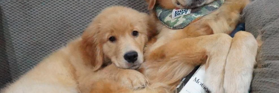 BestPetDog's profile banner image