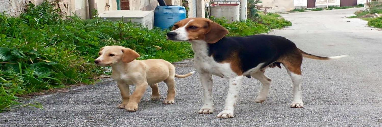 BestPetCOM's profile banner image