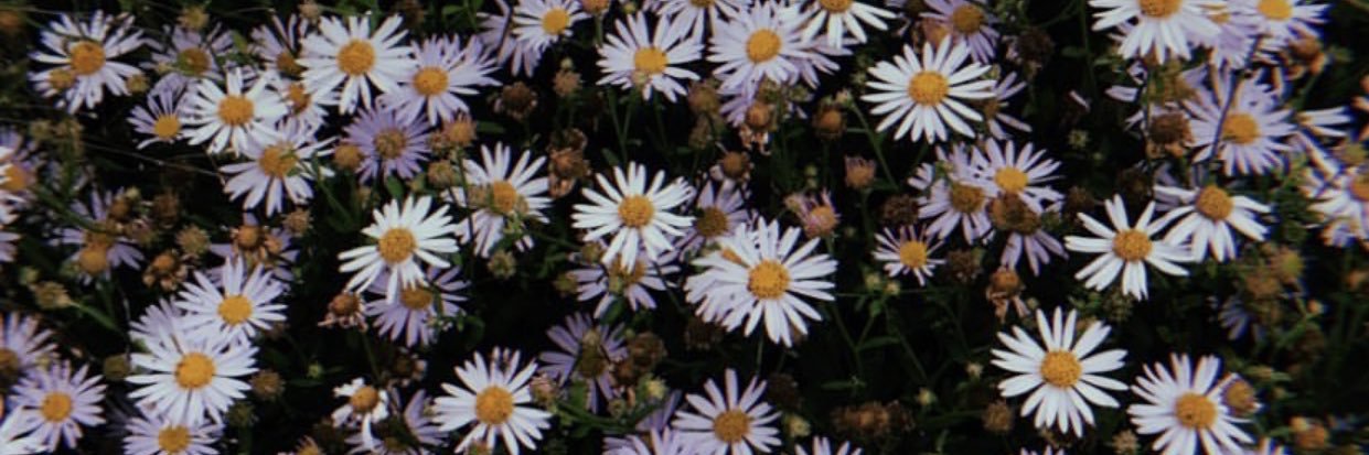 jade__collins1's profile banner image