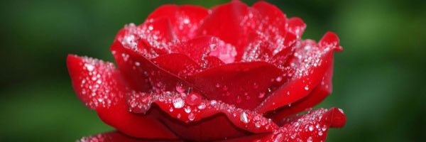 zoz_flower1's profile banner image