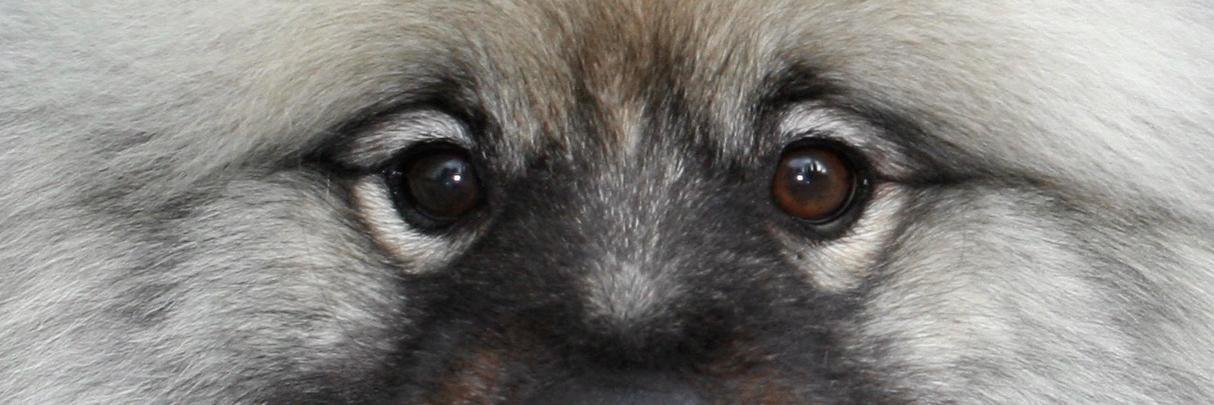 AnimalMuse's profile banner image