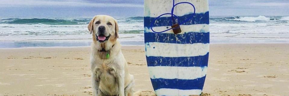 The_WagLab's profile banner image