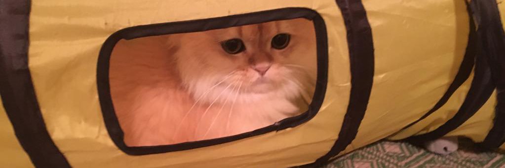 AlexPankov20's profile banner image