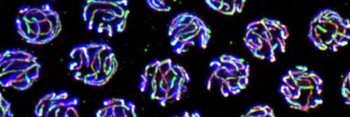 Pablo López-Jiménez banner