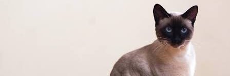msylrst's profile banner image