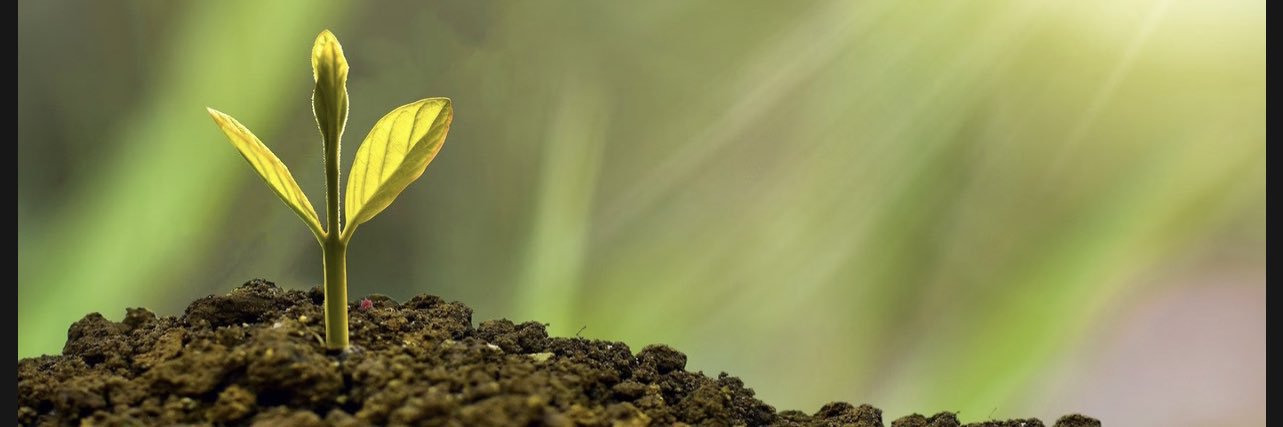 anamorfoz banner