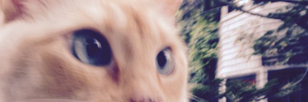 Boots Profile Banner
