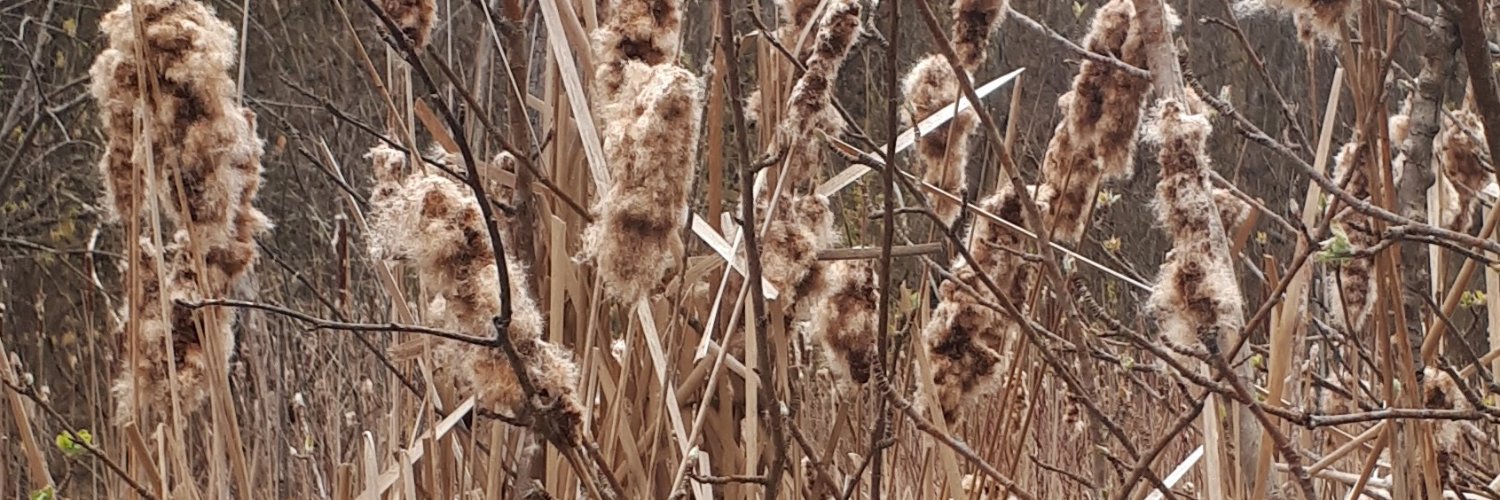 Sarah Finkelstein banner