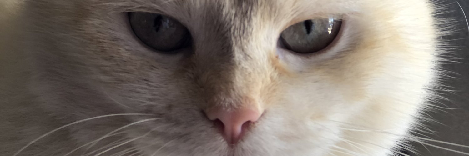 vicfmartins's profile banner image