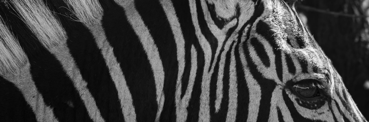 Zebre 🦓🦓🦓 banner