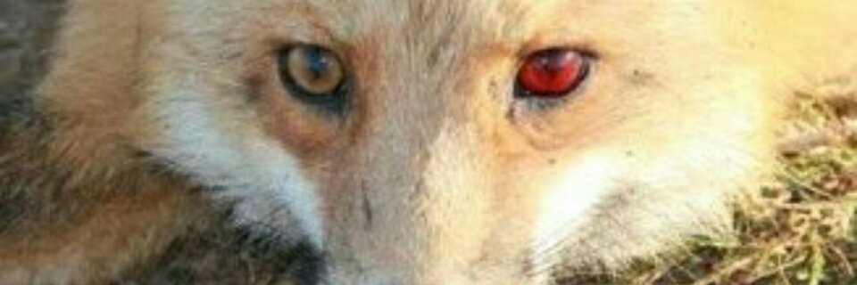 Nauthiz🇨🇦 banner