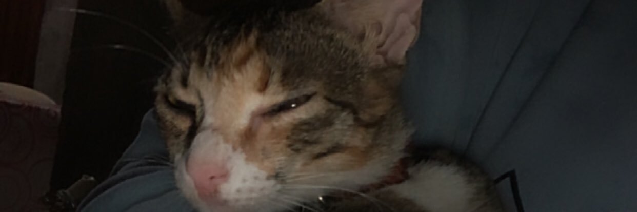 shangtaneo's profile banner image