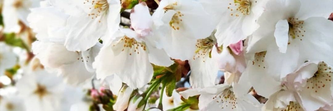 cdDowling's profile banner image