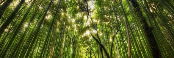 GreenAgainWorld's profile banner image