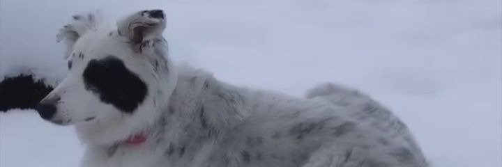 BagansNo1Fans's profile banner image