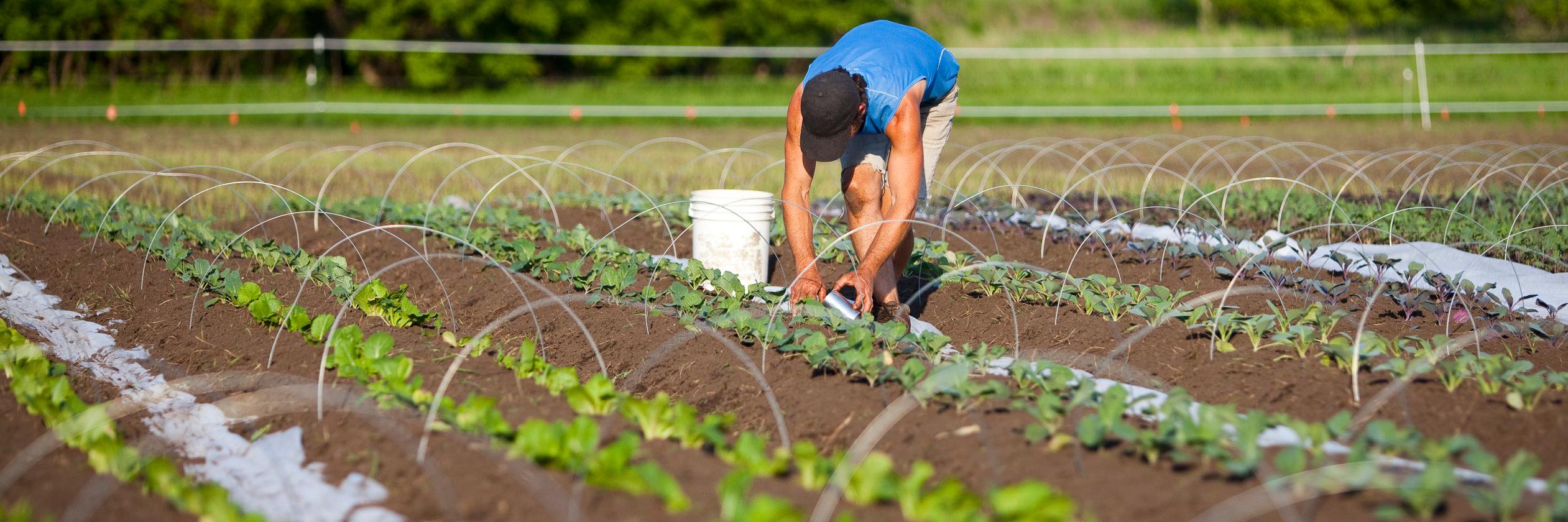 Boundless Roots Farm banner