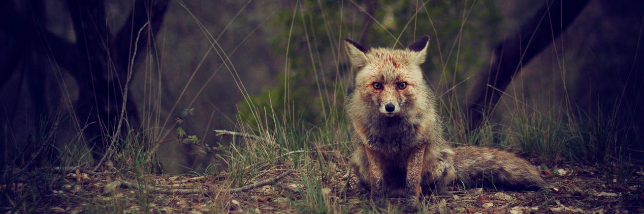 Manuel Kallenbach banner