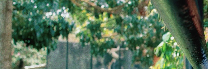 ✰ tony tony chopper ✰ banner