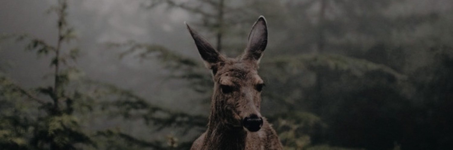 IrrepresibleDoe's profile banner image