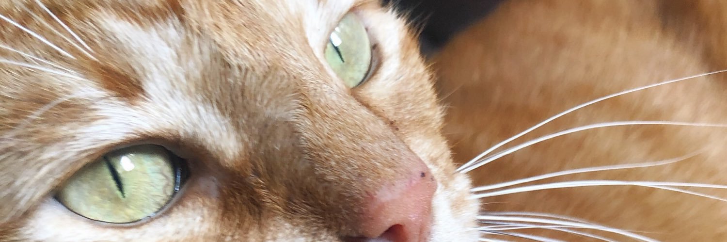 GiusyCanzonieri's profile banner image