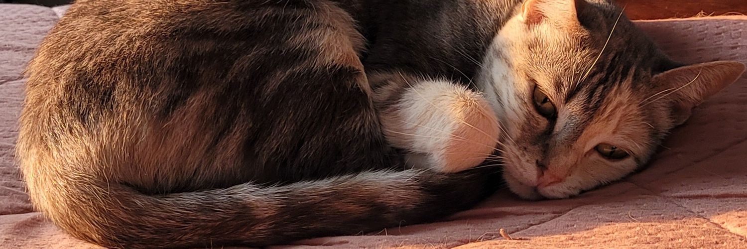 RafaaRebeloo's profile banner image