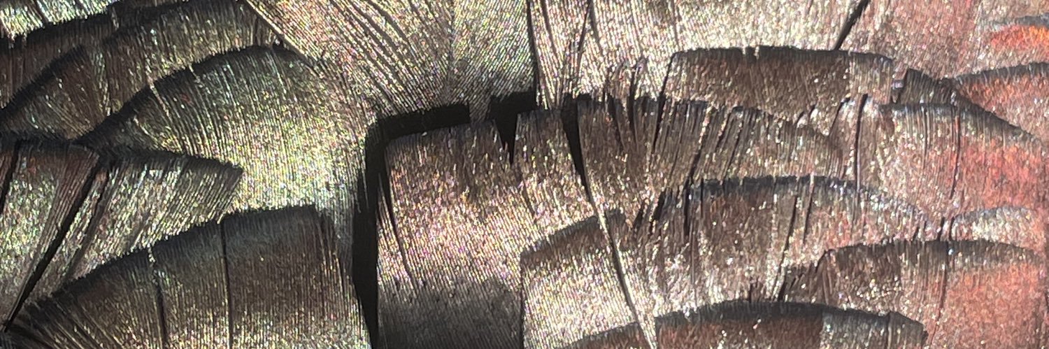 jr_criddle's profile banner image
