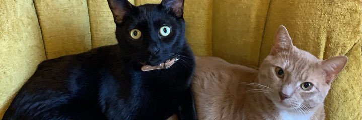 LexiOpitz's profile banner image