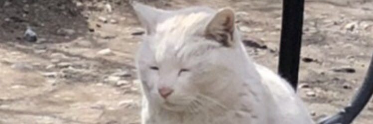 fash_ss7's profile banner image