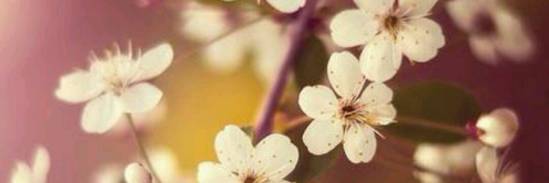 Enigma_Grace's profile banner image