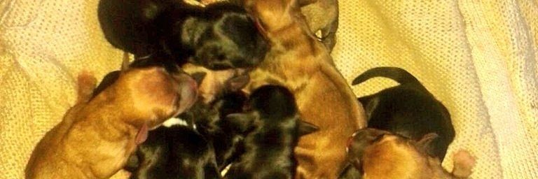 maximiliano lezcano banner