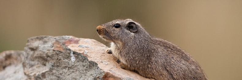 nonbinary sumo wrestler (max) banner